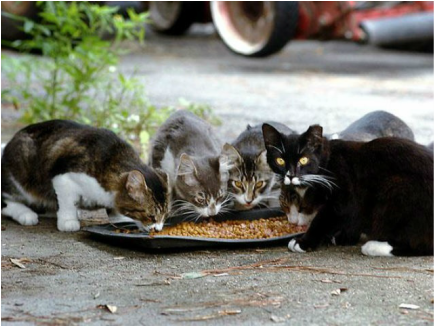Stray vs Feral Cats – What you Need to 